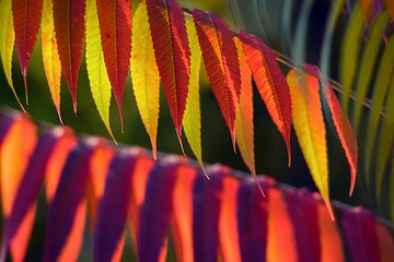 Image showing Autumnal colorful plants outdoors 