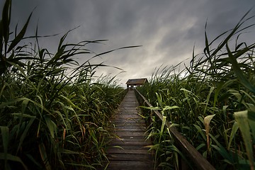 Image showing Wooden path trough the reed