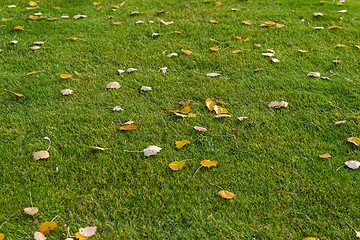 Image showing Green lawn at the park