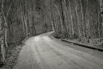 Image showing Road in autumn forest landscape