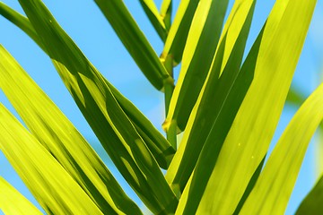 Image showing Fresh green plants outdoors 