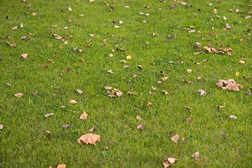 Image showing Green lawn at the park