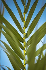 Image showing Fresh green plants outdoors 