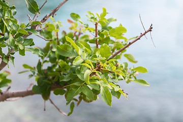 Image showing Abstract hoto of some winter branches