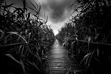 Image showing Wooden path trough the reed