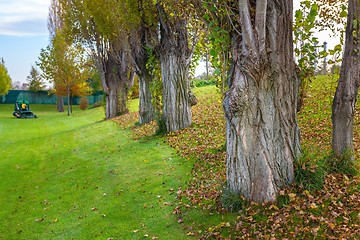 Image showing Green lawn and trees at the park