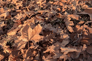 Image showing Fallen leaves