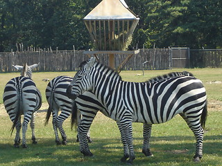 Image showing Herd of Zebra