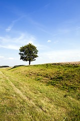 Image showing tree in the field  