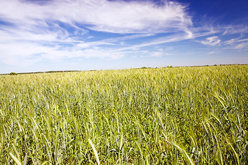 Image showing  green unripe grains