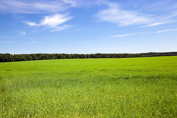 Image showing  green unripe grains