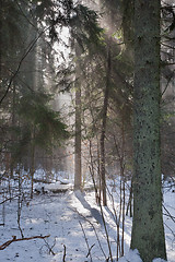 Image showing Winter landscape of coniferous stand