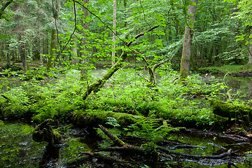 Image showing Springtime deciduous forest with standing water