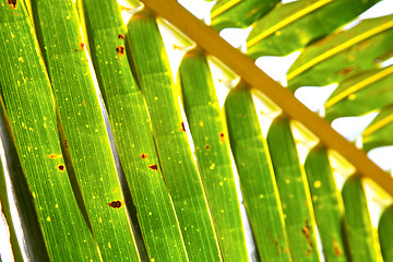Image showing    abstract  thailand   the light  leaf and yellow  white 