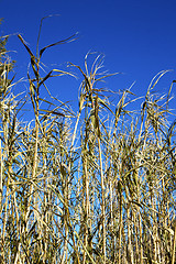 Image showing dead wood in  sky  africa winter