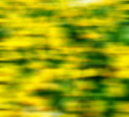 Image showing in london yellow flower field nature and spring