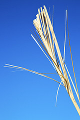 Image showing dead wood in morocco africa winter