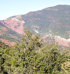 Image showing the    dades valley in atlas moroco africa ground tree  and nobo