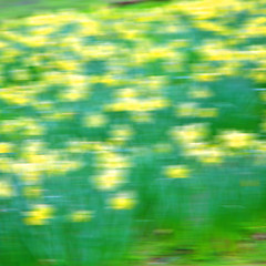 Image showing in london yellow flower field nature and spring