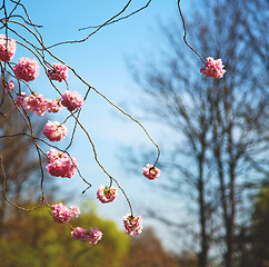 Image showing in london   park the pink tree and blossom flowers natural