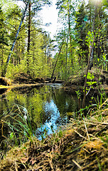 Image showing Spring forest