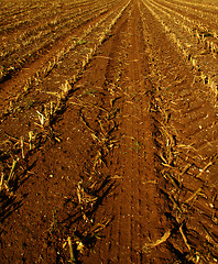 Image showing corn field