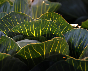 Image showing white cabbage