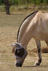 Image showing Norwegian Fjord Horse