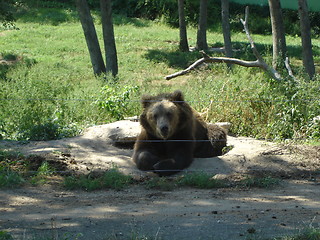 Image showing Bear