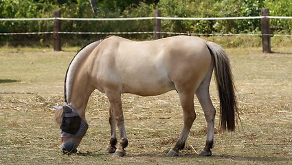 Image showing Norwegian Fjord Horse 