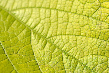 Image showing green leaf close up nature background