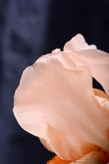 Image showing Orange Cosmos flower on black background