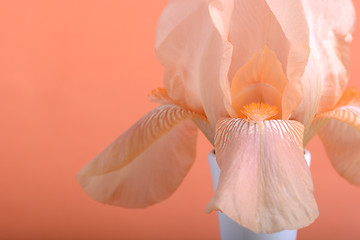 Image showing Beautiful flowers. Spring flower background