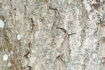 Image showing grunge wooden texture used as background.