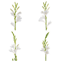 Image showing Lilies