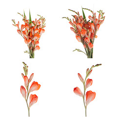 Image showing Orange lilies