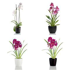 Image showing Beautiful orchid flowers in a flowerpot