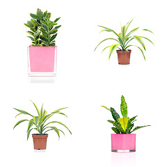 Image showing Houseplants