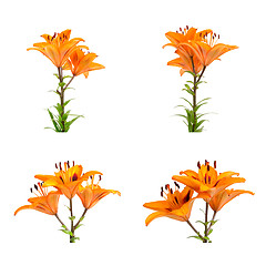 Image showing Orange lilies