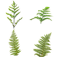 Image showing Fern leaves