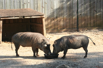 Image showing Pair of Warthog