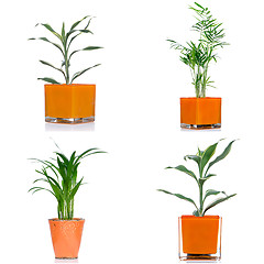 Image showing Houseplants