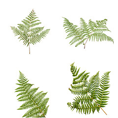 Image showing Fern leaves