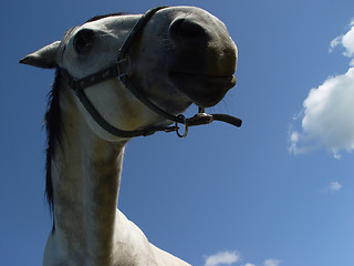 Image showing white horse