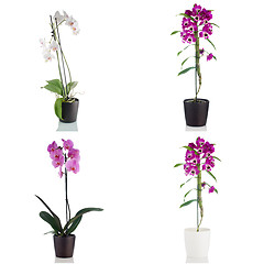 Image showing Beautiful orchid flowers in a flowerpot