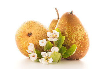 Image showing Three ripe pears