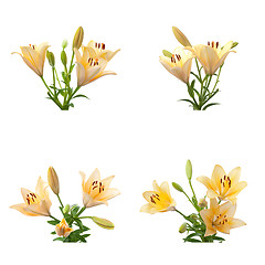 Image showing Yellow lilies