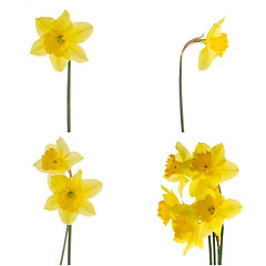 Image showing Jonquil flowers