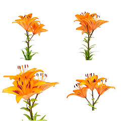 Image showing Orange lilies