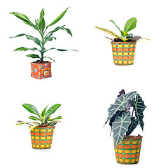 Image showing Houseplants